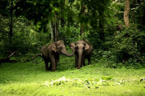 Elephants