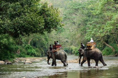 Elephant Safari