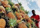 പൈനാപ്പിള്‍ വീണ്ടും പത്തു രൂപയിലേക്ക്‌; കര്‍ഷകര്‍ ദുരിതത്തില്‍