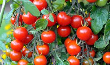 തക്കാളിയിൽ വൈറസ് ബാധ; രാജ്യം ആശങ്കയിൽ