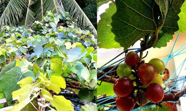 മുന്തിരിവള്ളികൾ കായ്ച്ചു