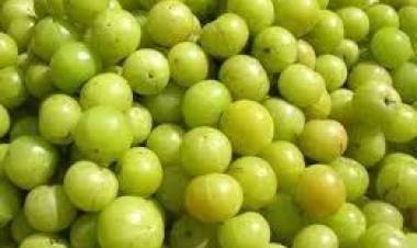 രക്ത ശുദ്ധീകരണമല്ല; അമിതമായി നെല്ലിക്ക കഴിച്ചാല്‍ രക്തം അശുദ്ധമാവുകയാണ് ചെയ്യുക; പതഞ്ജലിയുടെ നെല്ലിക്ക ജ്യൂസ് കഴിക്കുമ്പോള്‍ സൂക്ഷിക്കാന്‍ ഏറെയുണ്ട്'; വൈറലായി ഒരു ഡോക്ടറുടെ കുറിപ്പ്