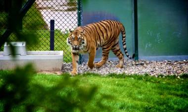 ലോകത്തെ ഏറ്റവും വലിയ മൃഗശാല നിർമ്മിക്കാൻ ഒരുങ്ങി അംബാനി ഗ്രുപ്പ് 