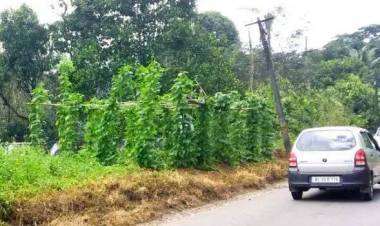 റോഡിന് വീതികൂട്ടിയ സ്ഥലത്ത് പച്ചക്കറി കൃഷി