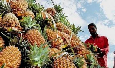 പൈനാപ്പിള്‍ വീണ്ടും പത്തു രൂപയിലേക്ക്‌; കര്‍ഷകര്‍ ദുരിതത്തില്‍