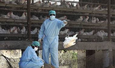 പക്ഷിപ്പനി: 23830 വളര്‍ത്തുപക്ഷികളെ കൊന്നുകത്തിച്ചു