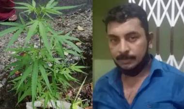 വീട്ടുമുറ്റത്ത് നട്ടു നനച്ച്‌ വളര്‍ത്തിയത് കഞ്ചാവ് ചെടി; പട്ടിമറ്റം സ്വദേശിയായ യുവാവ് അറസ്റ്റില്‍; പ്രതിയെ പിടികൂടിയത് ജില്ലാ പൊലീസ് മേധാവിക്ക് ലഭിച്ച രഹസ്യ വിവരത്തില്‍ നടത്തിയ പരിശോധനയില്‍