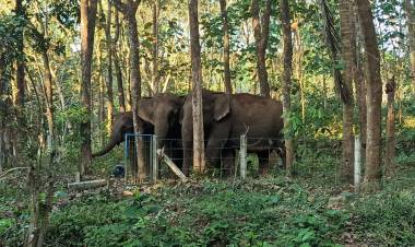 ആശങ്ക അകന്നു: കനാൽ വഴി എത്തിയ കാട്ടാനക്കൂട്ടം കാടുകയറി- അജിതാ ജയ്ഷോർ