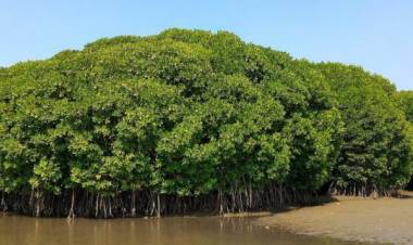 സ്വകാര്യ ഭൂമിയിലെ കണ്ടൽക്കാടുകൾ സർക്കാർ ഏറ്റെടുക്കുന്നു