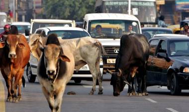 'പശു ശാസ്ത്ര 'പരീക്ഷയുമായി രാഷ്ട്രീയ കാമധേനു ആയോഗ് 