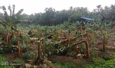 കാലംതെറ്റിയ മഴയില്‍ മുങ്ങി കാര്‍ഷികവിളകള്‍