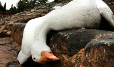 പക്ഷിപ്പനി ഏഴ് സംസ്ഥാനങ്ങളില്‍