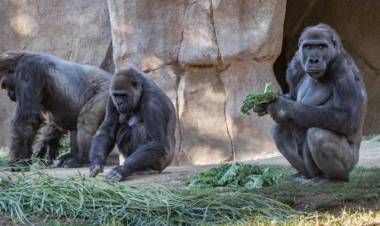 മൃഗശാലയിലെ ഗോറില്ലകള്‍ക്ക് ചുമയും പനിയും; പരിശോധിച്ചപ്പോള്‍ കൊവിഡ്