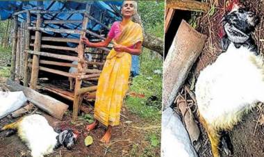 ആടിന്റെ കരച്ചില്‍ കേട്ട് ചെന്ന വീട്ടമ്മ കണ്ടത് നടന്നടുക്കുന്ന കടുവയെ; രക്ഷപ്പെട്ടത് ഭാഗ്യം കൊണ്ട്