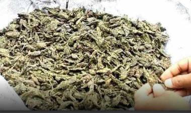 മലപ്പുറത്ത് അരകോടി രൂപ വിലമതിക്കുന്ന കഞ്ചാവ് പിടി കൂടി