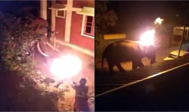 ആനയ്‌ക്കെതിരെ മസനഗുഡിയില്‍ കൊടുംക്രൂരത, ടയര്‍ കത്തിച്ചെറിഞ്ഞു, പൊള്ളലേറ്റ ആന ചെരിഞ്ഞു!!