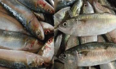 കോവിഡ് 19: കൊറോണയെ പ്രതിരോധിക്കാം, ഭക്ഷണത്തിൽ ഉൾപ്പെടുത്താം ഈ മത്സ്യങ്ങൾ