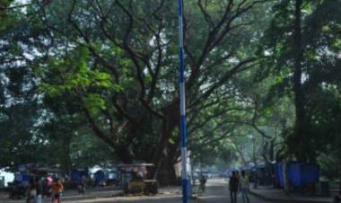 പശ്ചിമകൊച്ചിയില്‍ മരങ്ങളുടെ ഭൂരേഖ തയാറാക്കുന്നു  