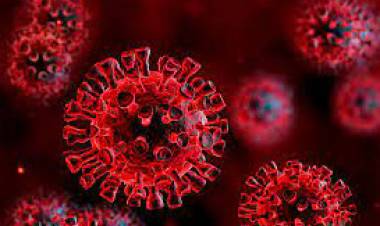 രക്തക്കുഴലുകളെ നശിപ്പിക്കുന്ന കോവിഡ് വൈറസ് പ്രോട്ടീനുകളെ തിരിച്ചറിഞ്ഞു