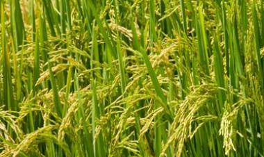 സാമ്പത്തിക പ്രതിസന്ധിമൂലം പ്രാദേശിക കാര്‍ഷിക വിപണന കേന്ദ്രങ്ങള്‍ക്കുള്ള സഹായം സംസ്ഥാന സര്‍ക്കാര്‍ റദ്ദാക്കി