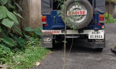 ഓണം സ്‌പെഷല്‍ ഡ്രൈവ് വേട്ടയില്‍ കഞ്ചാവ് ചെടികള്‍ കണ്ടെത്തി