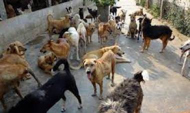 'ഉറ്റവരെ കാക്കാം: പേവിഷത്തിനെതിരെ ജാഗ്രത' പേവിഷബാധയ്ക്കെതിരെ ആരോഗ്യ വകുപ്പിന്റെ ക്യാമ്പയിന്‍