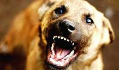 സൂക്ഷിക്കുക സംസ്ഥാനത്ത്് 170 പ്രദേശങ്ങളില്‍ ആക്രമണകാരികളായ തെരുവ് നായകള്‍ ഉണ്ട് ; മൃഗസംരക്ഷണ വകുപ്പ്