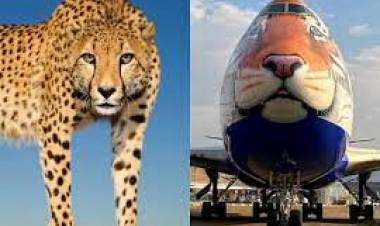 13 വര്‍ഷത്തെ പ്രയത്നത്തിന് ശേഷം ചീറ്റകള്‍ ഇന്ന് ഇന്ത്യയിലെത്തും.