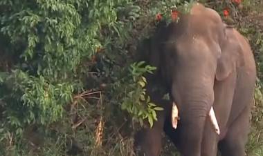 ആന ത്താര  പട്ടയ ഭൂമിയാക്കി പകുത്തു നൽകിയത് ആനകൾ ആണോ?? അരിക്കൊമ്പനാണോ പ്രശ്നം?