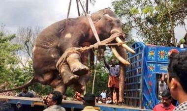 അരി കൊമ്പന് വേണ്ടി ശബ്ദിച്ചവരെ പ്രസാദിനെയും ഒന്ന് കാണണെ,? എന്തിനാണീ ക്രൂരത