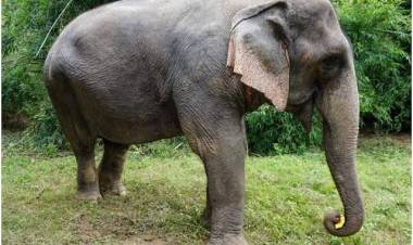 കൊല്ലത്തെ ബീഗം, കൊല്ലപ്പെട്ടുവോ,? അതോ തമിഴ്നാട്ടിൽ കൊണ്ട് വിറ്റ് തുലച്ചുവോ?