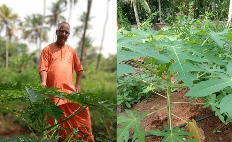 കോവിഡ് കാലത്ത് പപ്പായ കൃഷിയിൽ വിപ്ലവം സഷ്ടിച്ച് സ്വാമി സദ്ഭവാനന്ദജി 