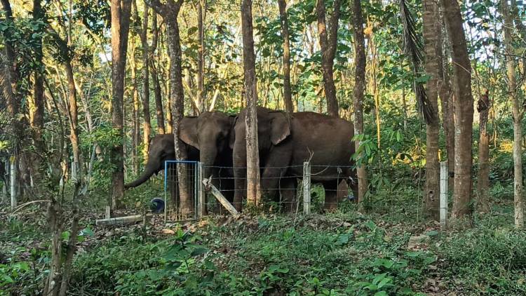 ആശങ്ക അകന്നു: കനാൽ വഴി എത്തിയ കാട്ടാനക്കൂട്ടം കാടുകയറി- അജിതാ ജയ്ഷോർ