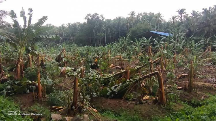 കാലംതെറ്റിയ മഴയില്‍ മുങ്ങി കാര്‍ഷികവിളകള്‍