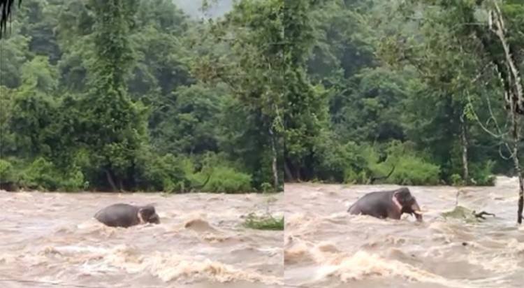 ചാലക്കുടി പുഴയില്‍ ഒഴുക്കില്‍പ്പെട്ട ആനയെ രക്ഷിക്കാനാവാതെ നിസഹായരായി ജനവും ഉദ്യോഗസ്ഥരും