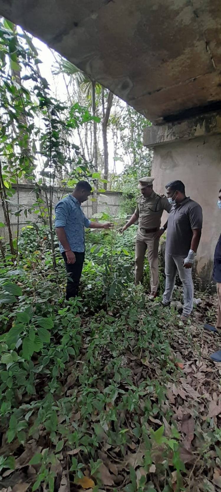 ഓണം സ്‌പെഷല്‍ ഡ്രൈവ് വേട്ടയില്‍ കഞ്ചാവ് ചെടികള്‍ കണ്ടെത്തി