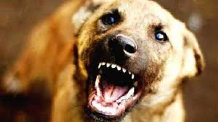 സൂക്ഷിക്കുക സംസ്ഥാനത്ത്് 170 പ്രദേശങ്ങളില്‍ ആക്രമണകാരികളായ തെരുവ് നായകള്‍ ഉണ്ട് ; മൃഗസംരക്ഷണ വകുപ്പ്