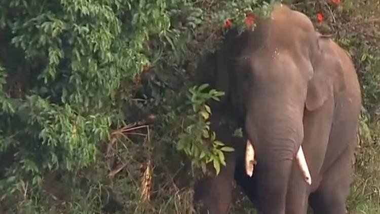 ആന ത്താര  പട്ടയ ഭൂമിയാക്കി പകുത്തു നൽകിയത് ആനകൾ ആണോ?? അരിക്കൊമ്പനാണോ പ്രശ്നം?