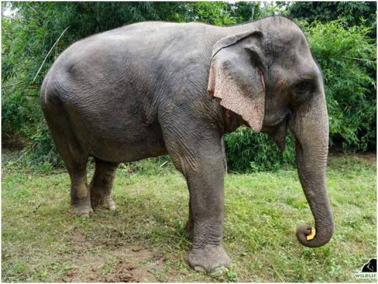 കൊല്ലത്തെ ബീഗം, കൊല്ലപ്പെട്ടുവോ,? അതോ തമിഴ്നാട്ടിൽ കൊണ്ട് വിറ്റ് തുലച്ചുവോ?