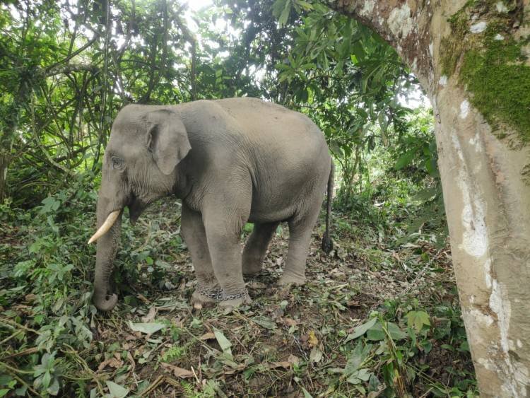 നോട്ട്കൾക്ക് മുമ്പിൽ കണ്ണടച്ച് ഇരുട്ടാക്കി വനംവകുപ്പ് ഉദ്യോഗസ്ഥർ, ആനക്കടത്ത് മാഫിയകളുമായി കൈകോർത്ത് കോടികൾ സമ്പാദിക്കുന്നുവോ?